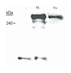 NF1, Mouse, Clone: McNFn27a, Abnova 200&mu;L; Unlabeled:Antibodies, Monoclonal