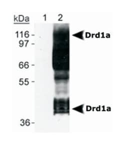 Drd1a, Mouse, Clone: SG2-D1a, Abnova 100&mu;L; Unlabeled:Antibodies, Monoclonal