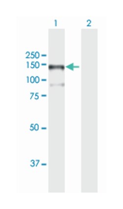 mitogen-activated protein kinase kinase kinase 13, Mouse, Purified MaxPab Polyclonal Antibody, Abnova 50 &mu;g | Buy Online | Abnova Corporation | Fisher Scientific