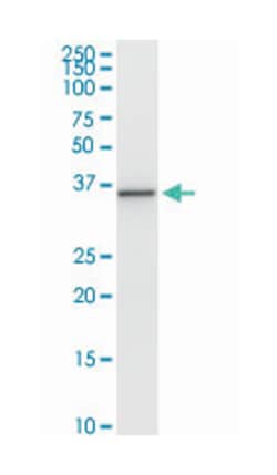 paraneoplastic antigen MA1, Rabbit, Purified MaxPab Polyclonal Antibody,