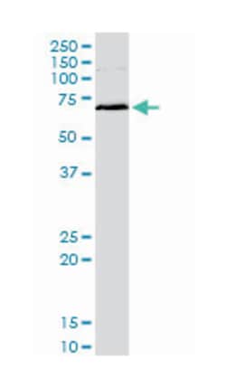 mitogen-activated protein kinase-activated protein kinase 2, Mouse, Clone: