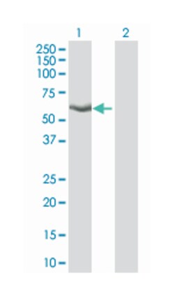 KLF4, Mouse, Clone: 2F5, Abnova 200&mu;L; Unlabeled:Antibodies, Monoclonal