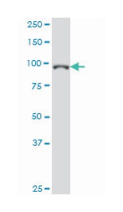 general transcription factor IIIC, polypeptide 3, 102kDa, Mouse, Clone: