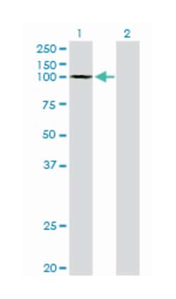 general transcription factor IIIC, polypeptide 3, 102kDa, Mouse, Clone: