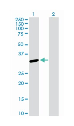 synaptosomal-associated protein, 29kDa, Rabbit, Purified MaxPab Polyclonal