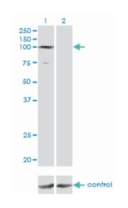 general transcription factor IIIC, polypeptide 3, 102kDa, Mouse, Clone: