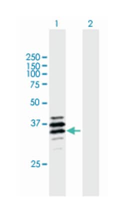 palmitoyl-protein thioesterase 2, Mouse, Purified MaxPab Polyclonal Antibody,
