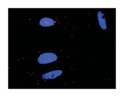 GRB2-related adaptor protein 2, Rabbit, Purified MaxPab Polyclonal Antibody,