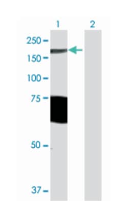 Rho GTPase activating protein 29, Mouse, Polyclonal Antibody, Abnova 50&mu;L;