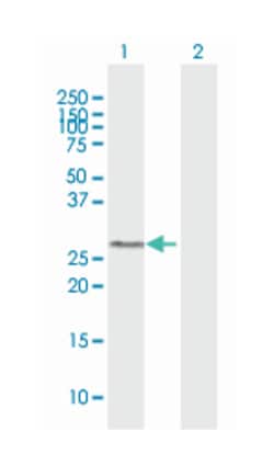 GSTO1, Mouse, Purified MaxPab Polyclonal Antibody, Abnova 50&mu;g; Unlabeled:Antibodies,