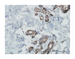 mitogen-activated protein kinase kinase kinase kinase 4, Mouse, Clone: