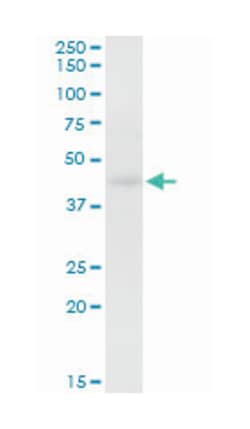 HOMER2, Rabbit, MaxPab Polyclonal Antibody, Abnova 100&mu;L; Unlabeled:Antibodies,