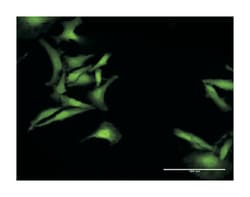 chromosome 1 open reading frame 38, Rabbit, Purified MaxPab Polyclonal