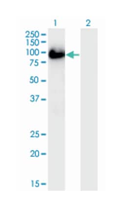 BAG3, Mouse, Clone: 5A8, Abnova 200&mu;L; Unlabeled:Antibodies, Monoclonal