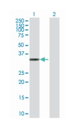tumor protein p53 inducible protein 3, Mouse, Purified MaxPab Polyclonal