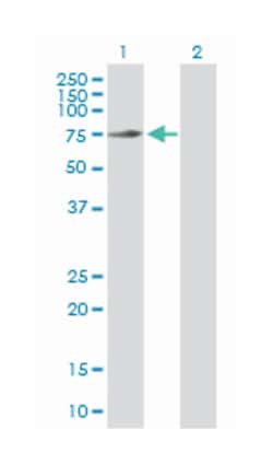 GTP binding protein 1, Rabbit, Purified MaxPab Polyclonal Antibody, Abnova