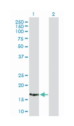 X antigen family, member 2, Mouse, Purified MaxPab Polyclonal Antibody,