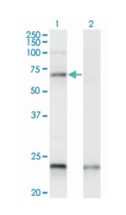 CREB5, Mouse, Clone: 1E2, Abnova 200μL; Unlabeled:Antibodies, Monoclonal