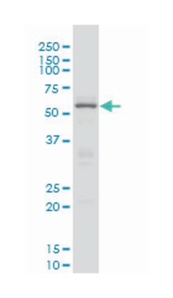 cAMP responsive element binding protein 5, Mouse, Clone: 8A5, Abnova 100&mu;g;