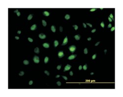 cAMP responsive element binding protein 5, Mouse, Clone: 8A5, Abnova 100&mu;g;
