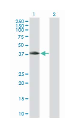 MAD2L1 binding protein, Rabbit, Purified MaxPab Polyclonal Antibody, Abnova 100 &mu;g | Buy Online | Abnova Corporation | Fisher Scientific