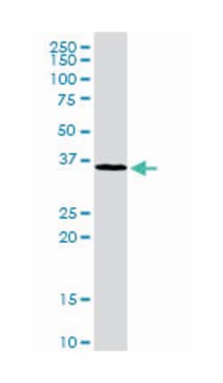 MAD2L1 binding protein, Rabbit, Purified MaxPab Polyclonal Antibody, Abnova 100 &mu;g | Buy Online | Abnova Corporation | Fisher Scientific