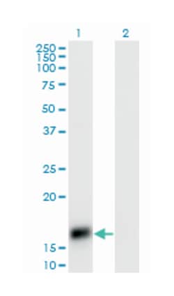 CART, Mouse, Clone: 3E4, Abnova&trade;