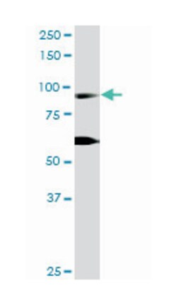 Ras and Rab interactor 1, Rabbit, Purified MaxPab Polyclonal Antibody,