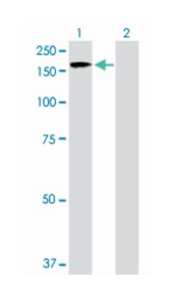regulating synaptic membrane exocytosis 2, Rabbit, Purified MaxPab™ Polyclonal Antibody, Abnova™