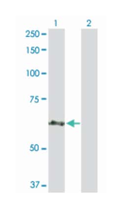 centrosomal protein 57kDa, Rabbit, Purified MaxPab Polyclonal Antibody,