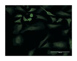 ULK2, Mouse, Clone: 2A12, Abnova 100&mu;g; Unlabeled:Antibodies, Monoclonal