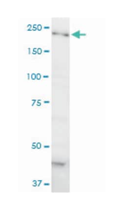 DOCK4, Mouse, Clone: 3E7, Abnova 200&mu;L; Unlabeled:Antibodies, Monoclonal