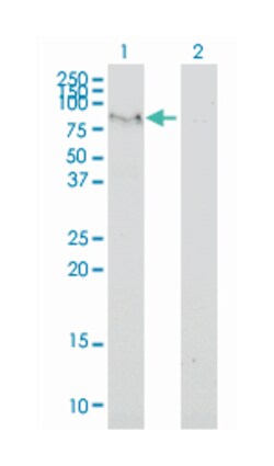 family with sequence similarity 65, member B, Mouse, Clone: 2F6-1A11, Abnova