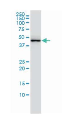 Abnova Corporation&nbsp;TAR DNA binding protein, Mouse, Clone: 2E2-D3, Abnova&trade;