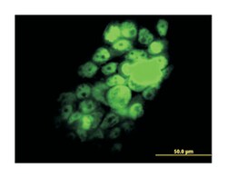 RNA binding motif protein 9, Mouse, Clone: 5E11, Abnova 100&mu;g; Unlabeled:Antibodies,