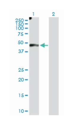 EGF-containing fibulin-like extracellular matrix protein 2, Rabbit, Purified