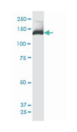 phosphoinositide-3-kinase, regulatory subunit 4, Mouse, Clone: 1B5, Abnova&trade;