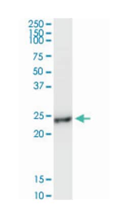 B-cell receptor-associated protein 29, Rabbit, Purified MaxPab Polyclonal