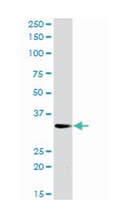 phospholipid scramblase 3, Rabbit, Purified MaxPab Polyclonal Antibody,