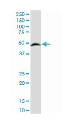 SET domain containing (lysine methyltransferase) 7, Mouse, Polyclonal Antibody,