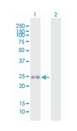 MS4A8B, Mouse, Purified MaxPab Polyclonal Antibody, Abnova 50&mu;g; Unlabeled:Antibodies,