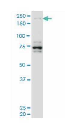 helicase with zinc finger, Mouse, Clone: 5B2, Abnova 100&mu;g; Unlabeled:Antibodies,