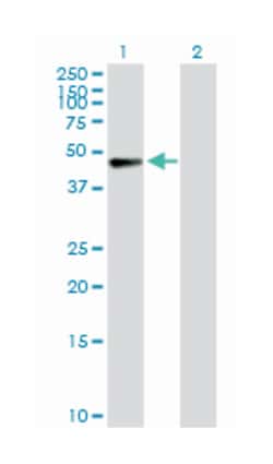 AF4/FMR2 family, member 4, Rabbit, Purified MaxPab Polyclonal Antibody,