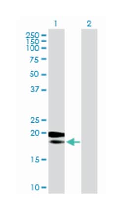 mitochondrial ribosomal protein L18, Mouse, Purified MaxPab Polyclonal Antibody, Abnova 50 &mu;g | Buy Online | Abnova Corporation | Fisher Scientific