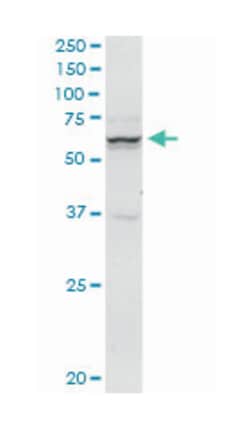 SNX9, Mouse, Clone: 3C6, Abnova 200&mu;L; Unlabeled:Antibodies, Monoclonal