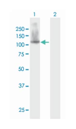 Scm-like with four mbt domains 1, Mouse, Purified MaxPab Polyclonal Antibody,
