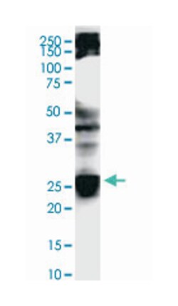 BCAS4, Mouse, Clone: 4D4, Abnova 100&mu;g; Unlabeled:Antibodies, Monoclonal