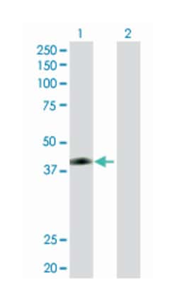 junctional adhesion molecule 2, Rabbit, Purified MaxPab Polyclonal Antibody,