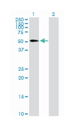 EGF-like repeats and discoidin I-like domains 3, Mouse, Purified MaxPab™ Polyclonal Antibody, Abnova™