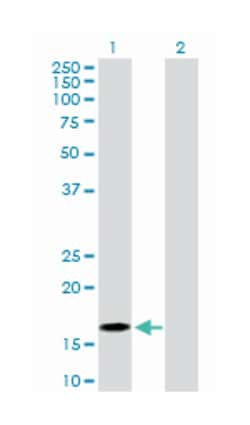 basic leucine zipper transcription factor, ATF-like, Rabbit, Purified MaxPab™ Polyclonal Antibody, Abnova™